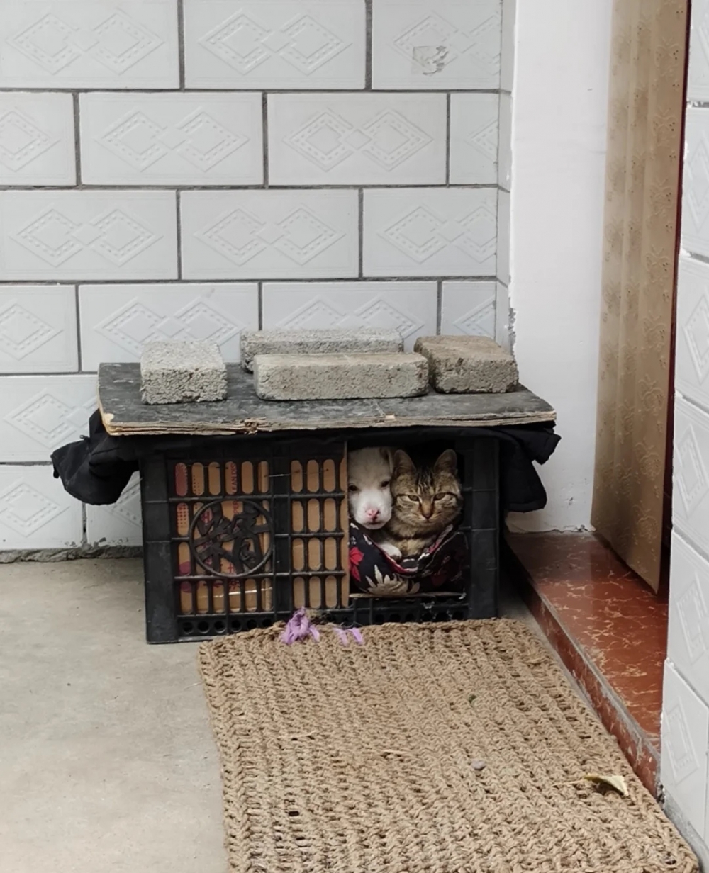 汪：自己的窩想怎樣就怎樣啊~