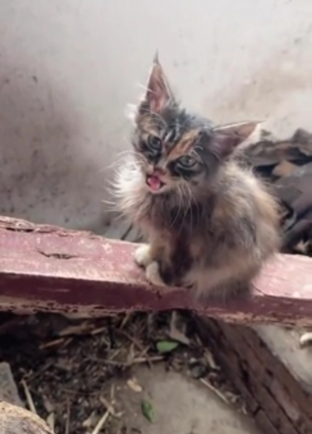 奴才：別靠太近了，小心變煤炭啦