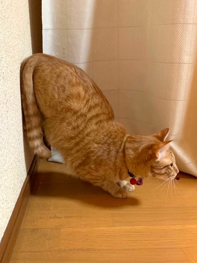 奴才：好吧~真拿你沒辦法