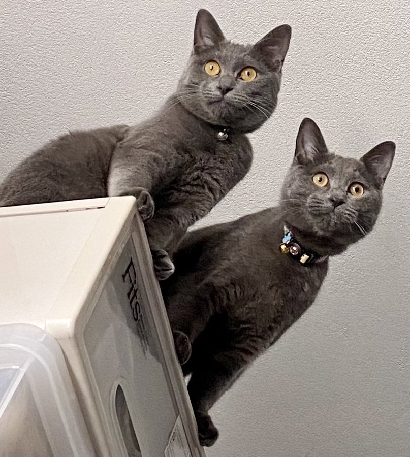 奴才：好羨慕呀~