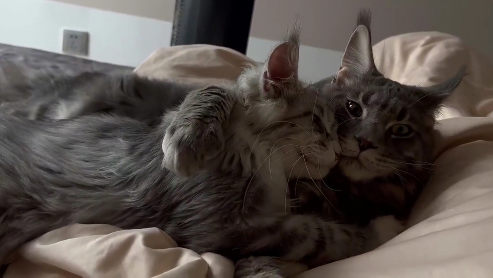 奴才：我抱抱枕不行嗎？