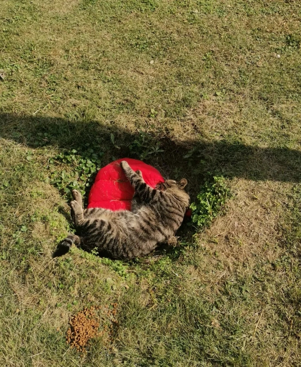 喵：想帶朕回家可要要有很好的服務噠！