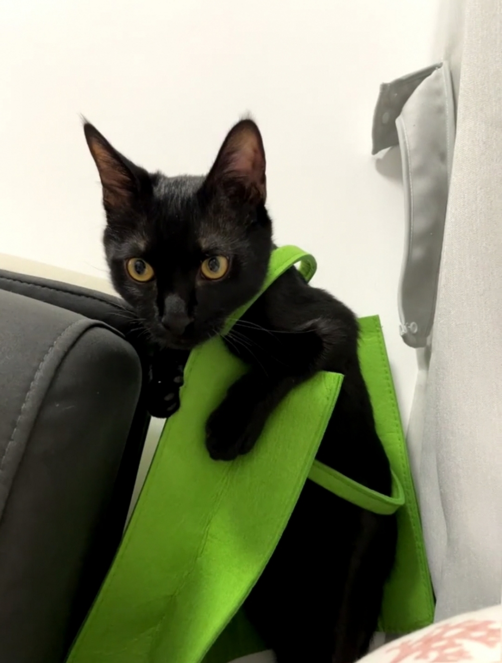 奴才：這速度也太快了