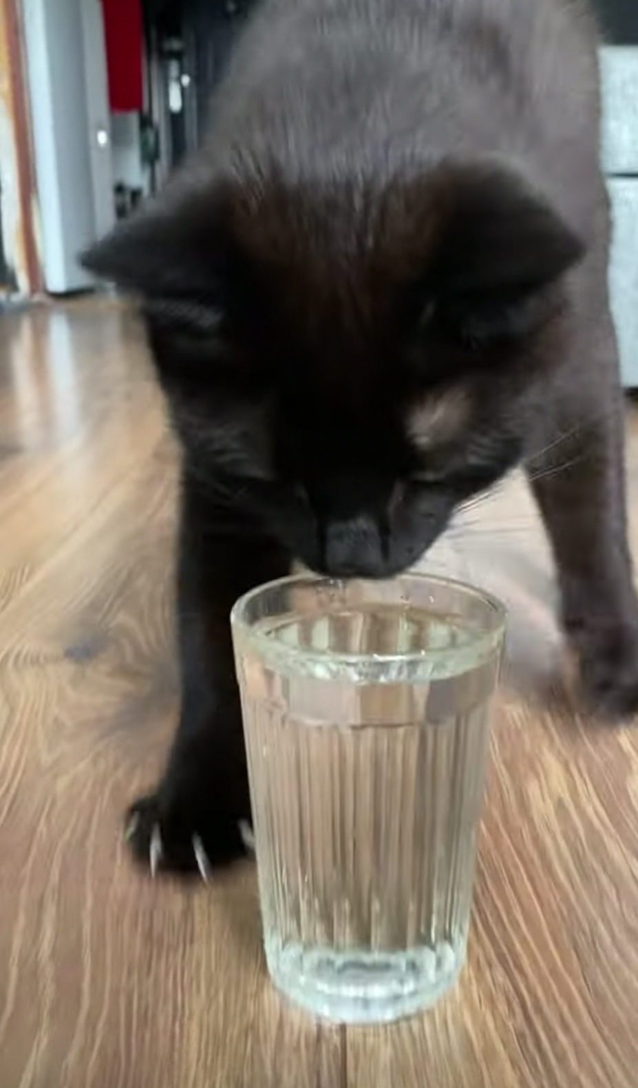 奴才：這樣做到底是為了什麼？