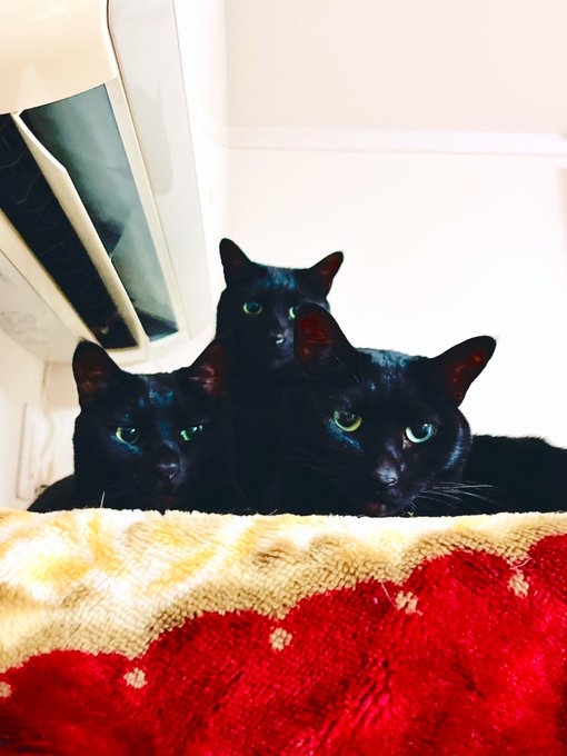 奴才：毛髮黑得都柔和為一體了