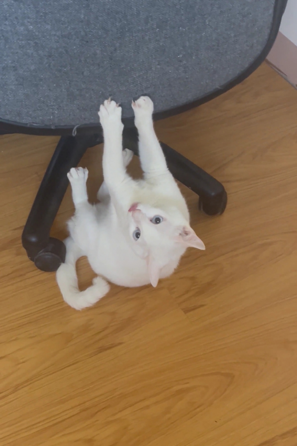 奴才：哎喲，脾氣不小捏