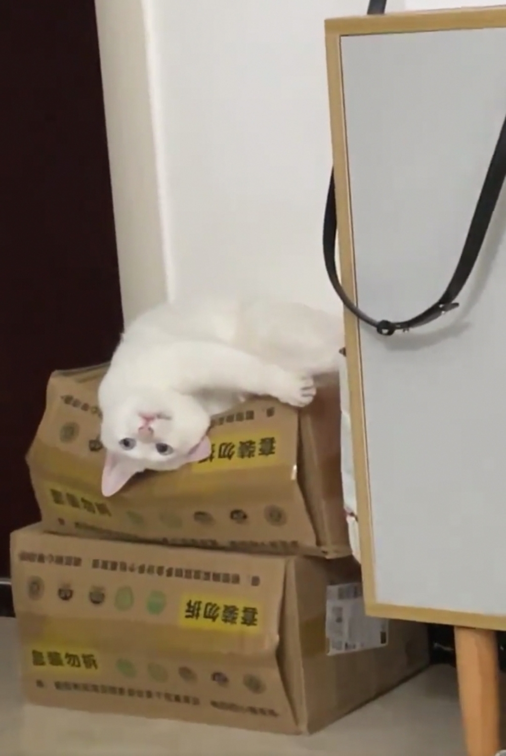 奴才：這個樣子真的有夠搞笑啦