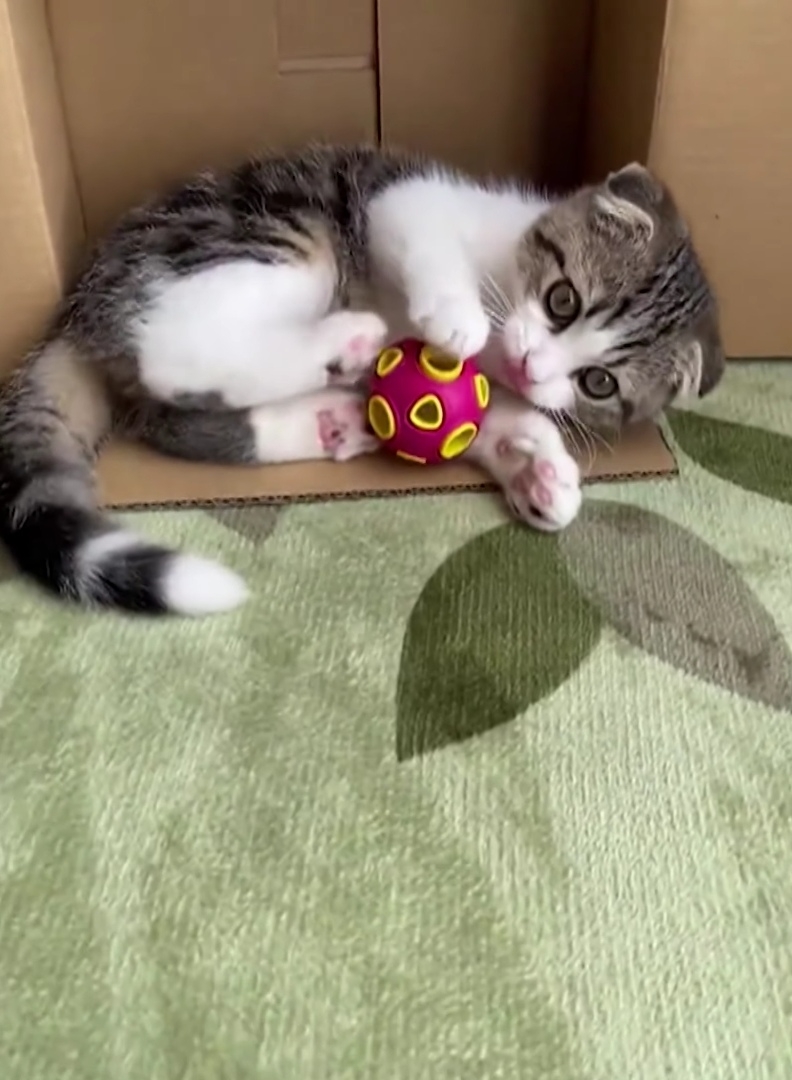 奴才：真是一個不服輸的性格