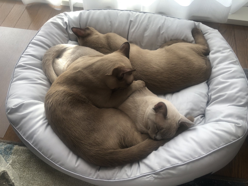 喵：感情已經好到可以同穿一條褲了~