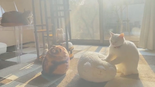 綿羊公仔：好舒服，這樣就夠了