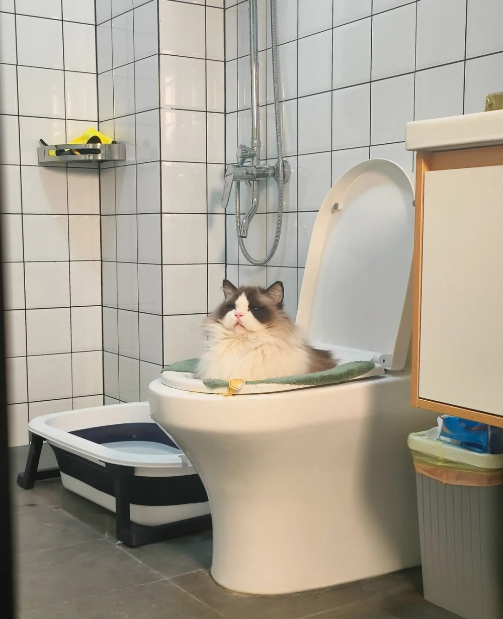 喵:朕在享受泡澡中