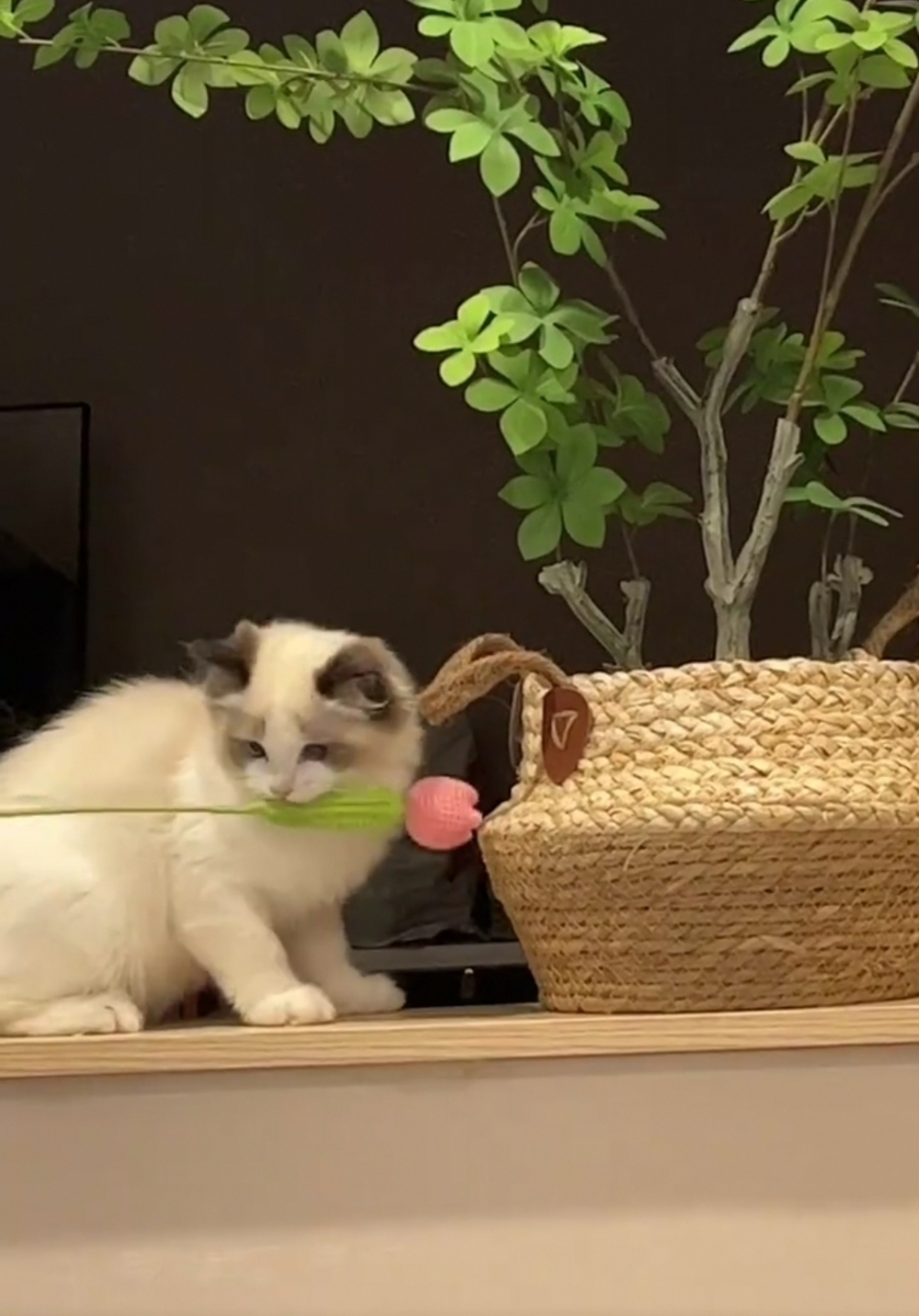 喵：朕很聰明的捏