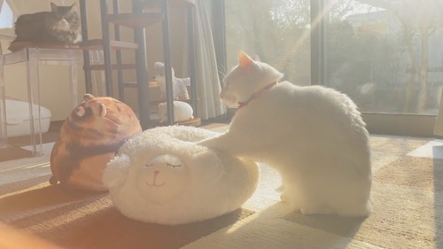 奴才：也來給我按摩一下嘛