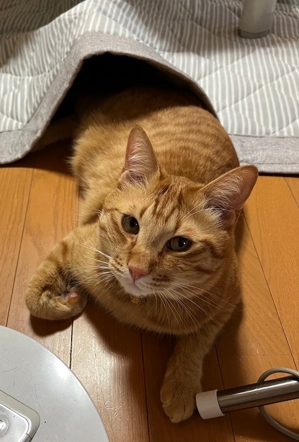 奴才：我還是經得起你這樣的破壞力啦~