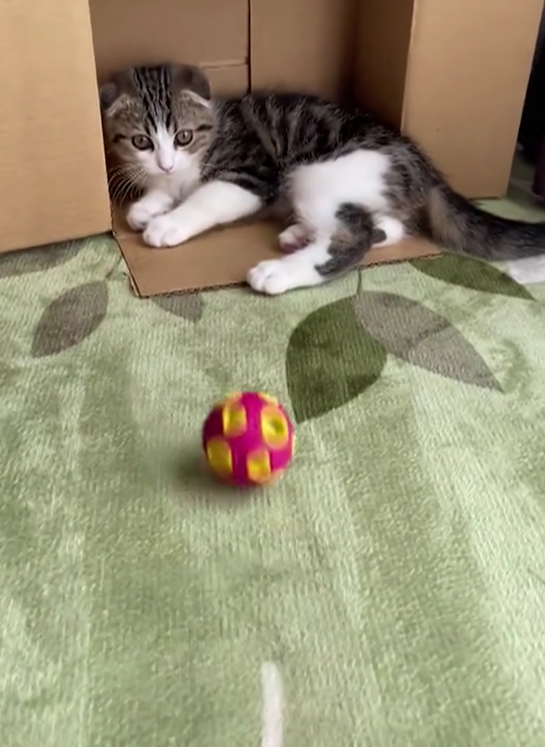 奴才：看來真的認真起來啦