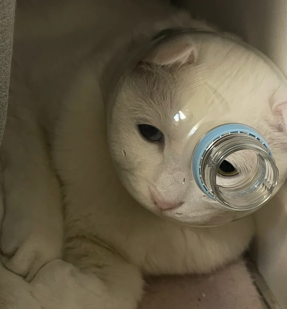 奴才：但是你也逃不掉呀~