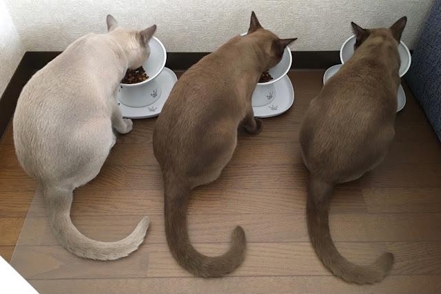 喵：不要太羨慕啦