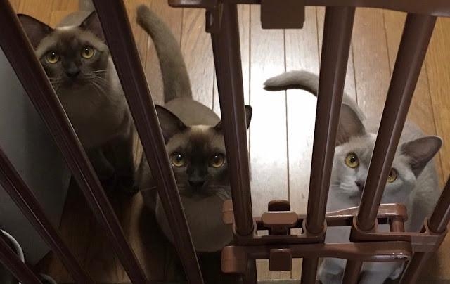 奴才：你們感情要好我也很開心