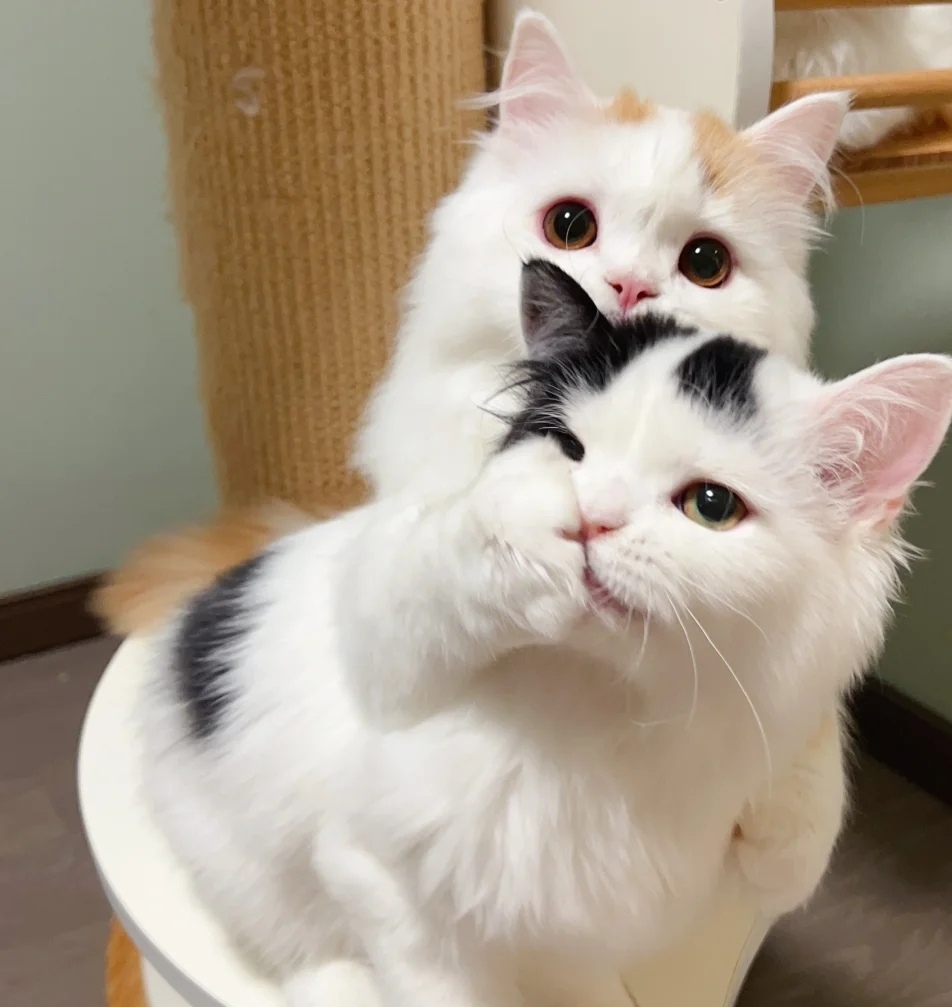 喵：好啦~確認你沒有腳臭行了吧！