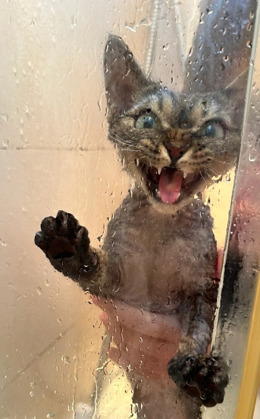 奴才：好的，我盡快啊