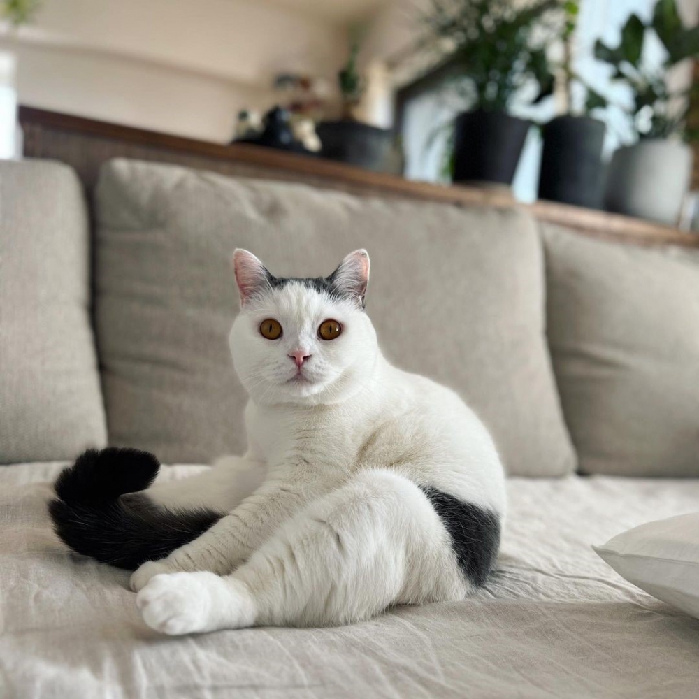 奴才：那讓你睡一下也不是不可以啦~