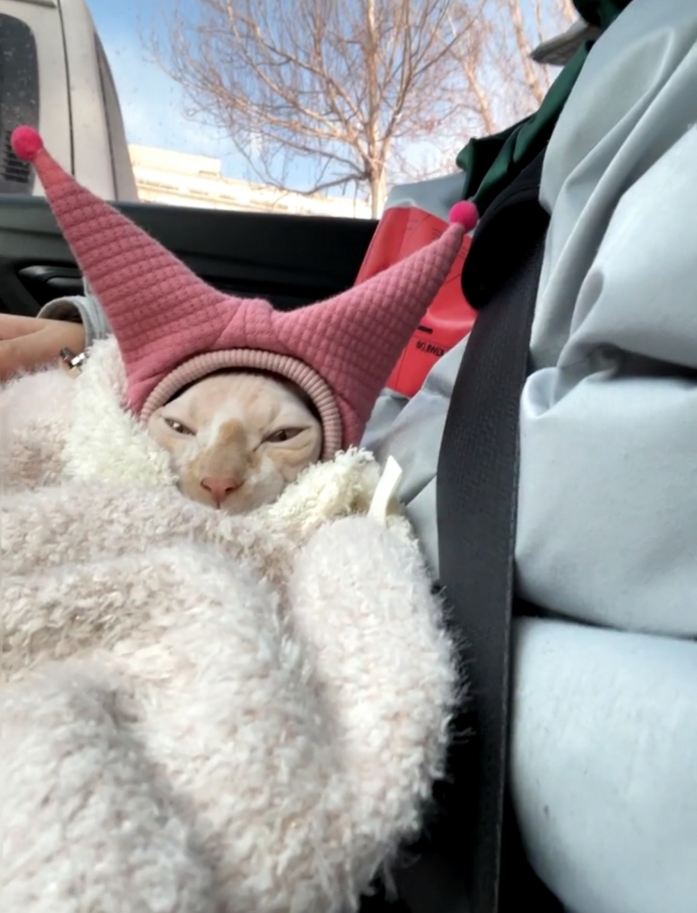 奴才：好的，沒問題！