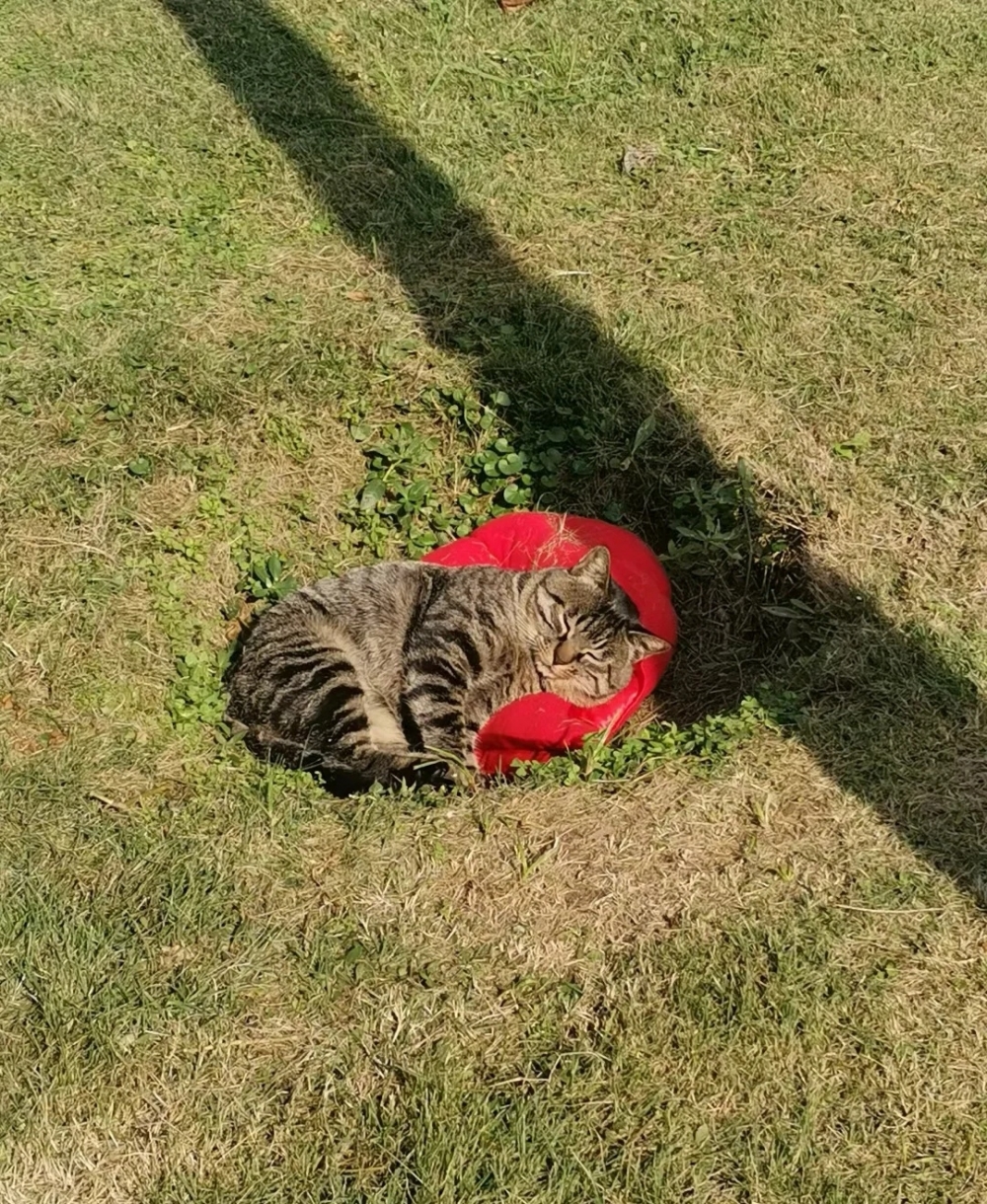 喵：沒事別來打擾喔~