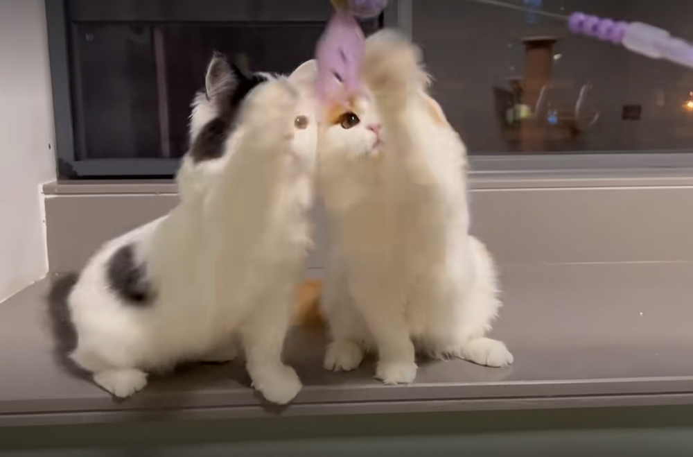 奴才：那就開始吧~