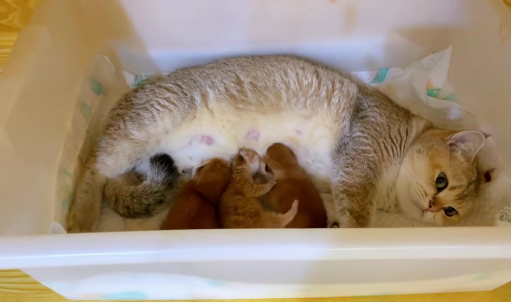 喵仔仔：奴才別管啦