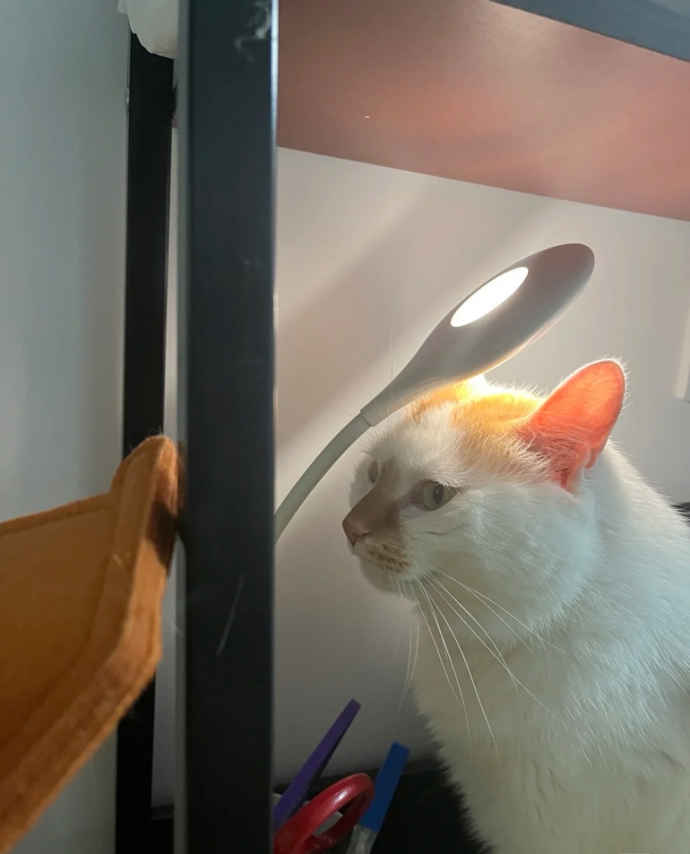 奴才：我就讓你自由發揮了