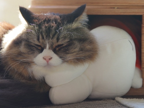 奴才：每天蹦蹦跳跳肯定消耗精力啦~