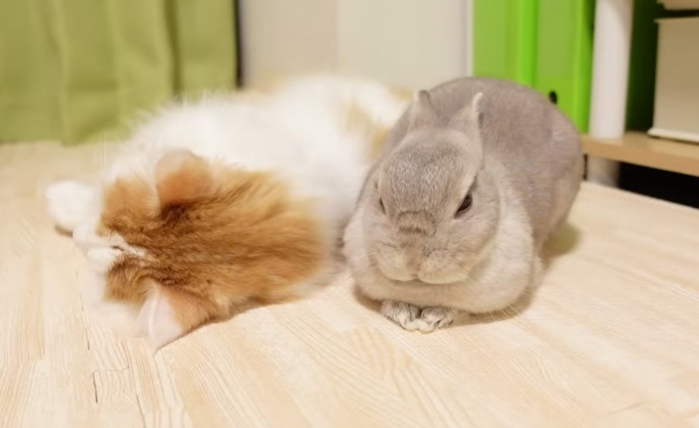 奴才：你們有必要這樣守著對方嗎？沒有人會來攻擊吧~