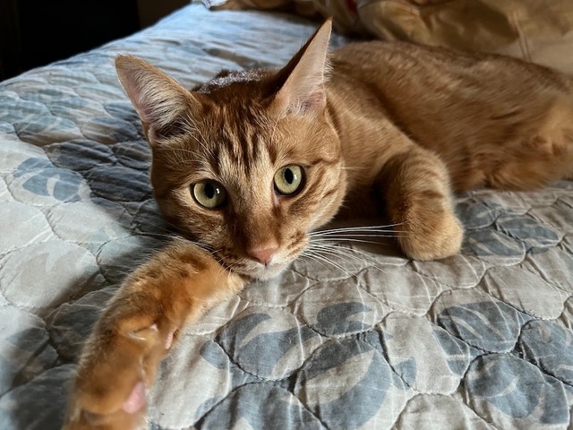 喵：奴才真好！