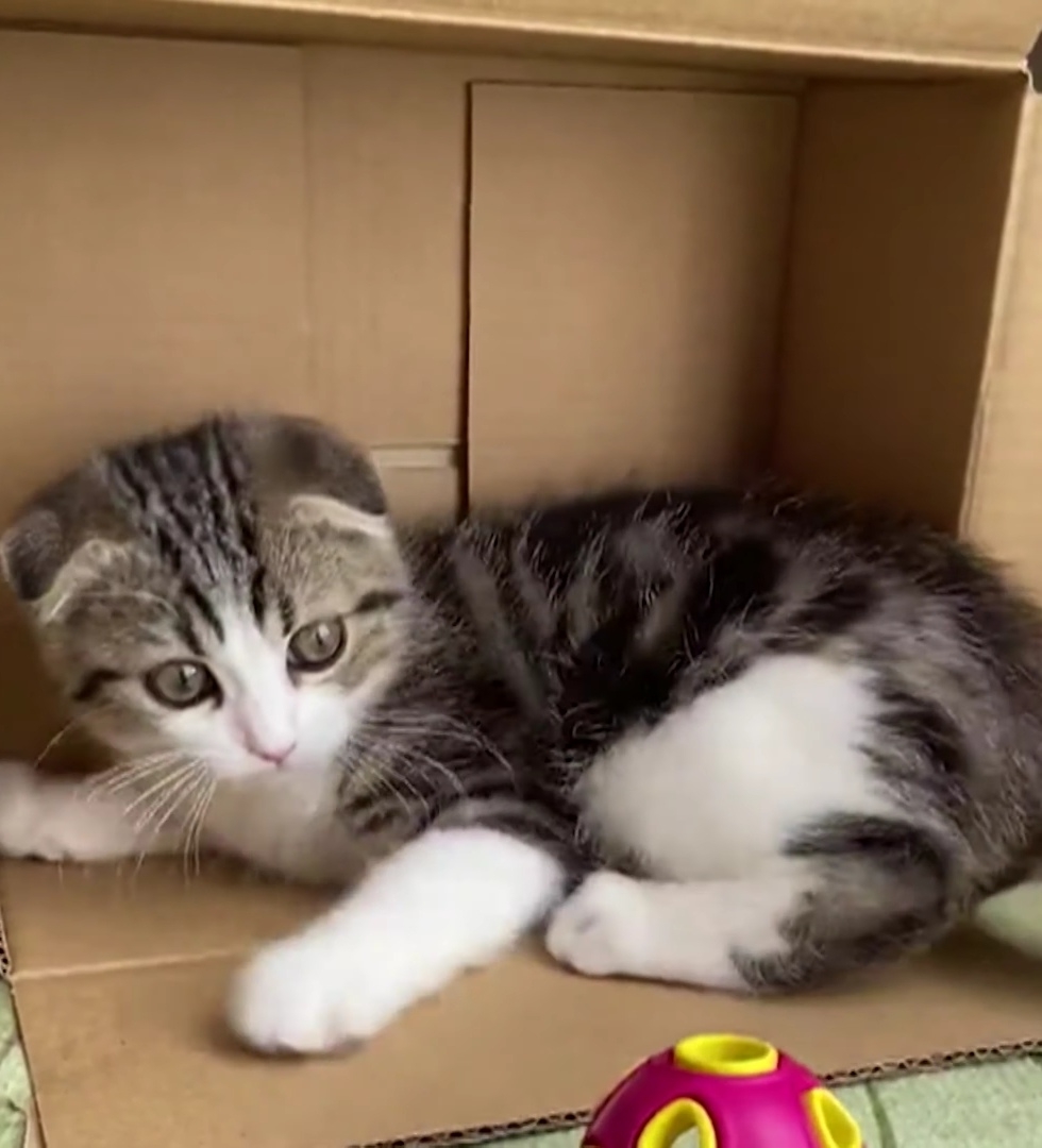 奴才：再玩一局喔~