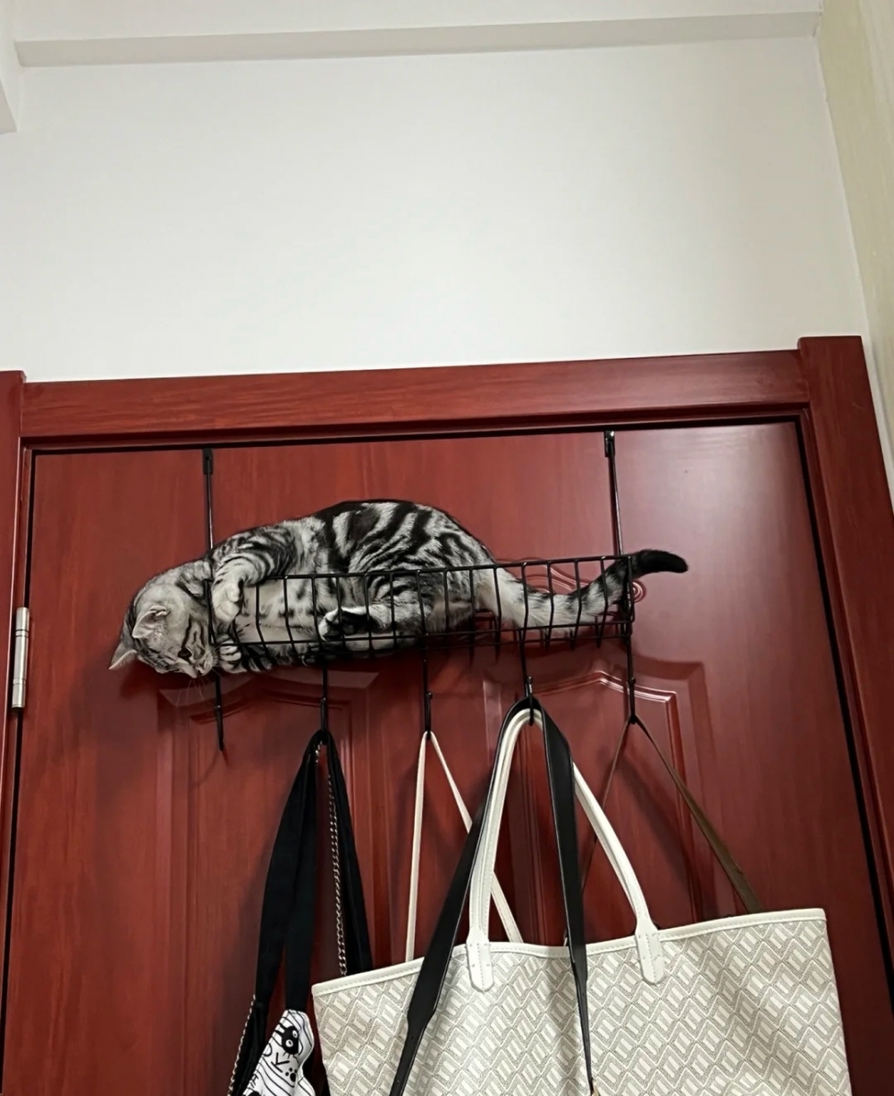 奴才：怎麼樣！不敢自己下來嗎？