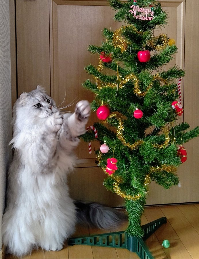 奴才：這就要看你的功夫了，可別把樹弄倒囉~