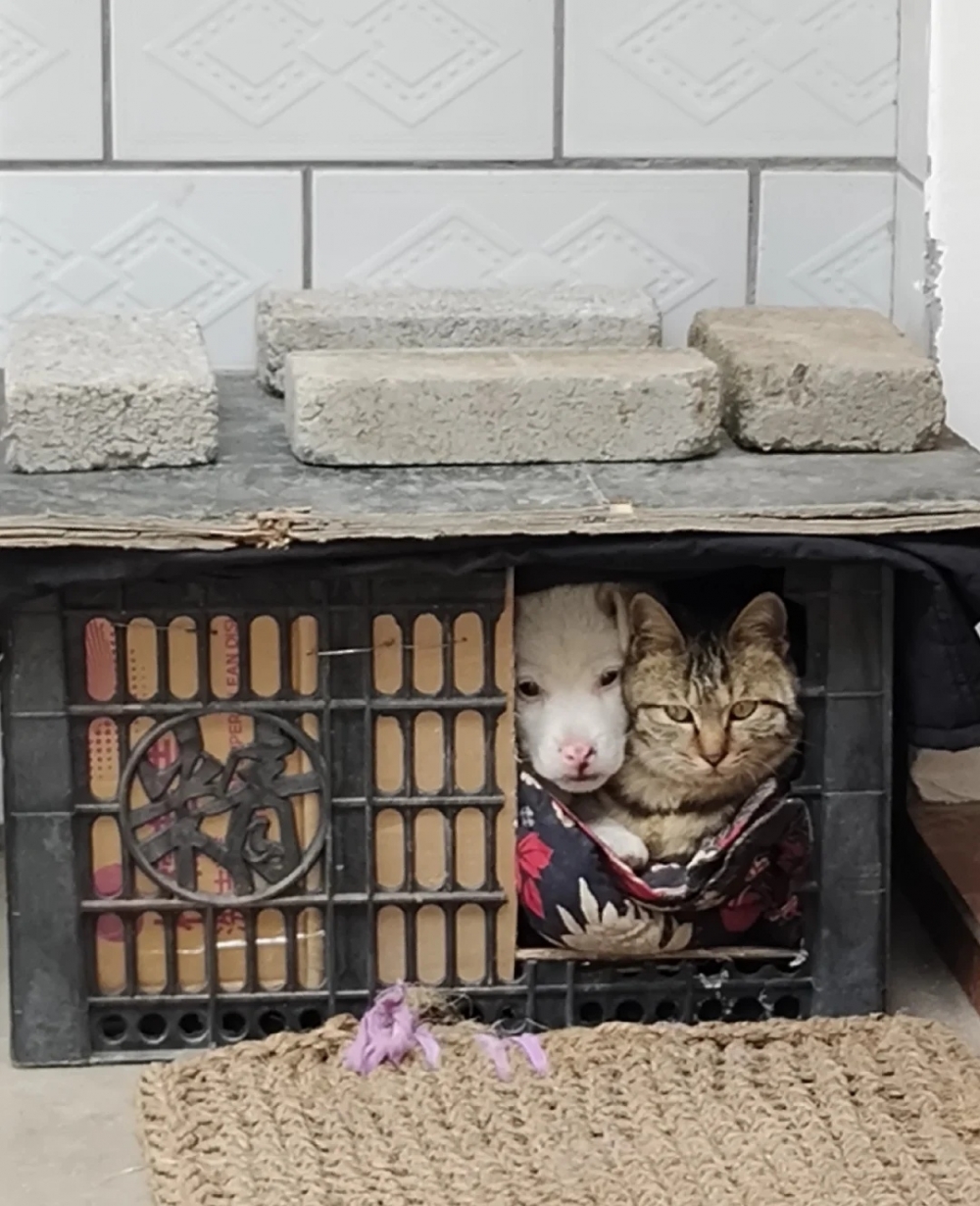 喵：太冷了，來取個暖