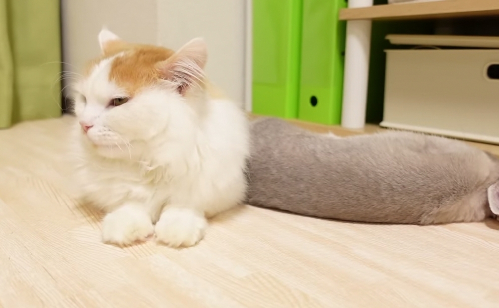 兔兔：我先休息囉