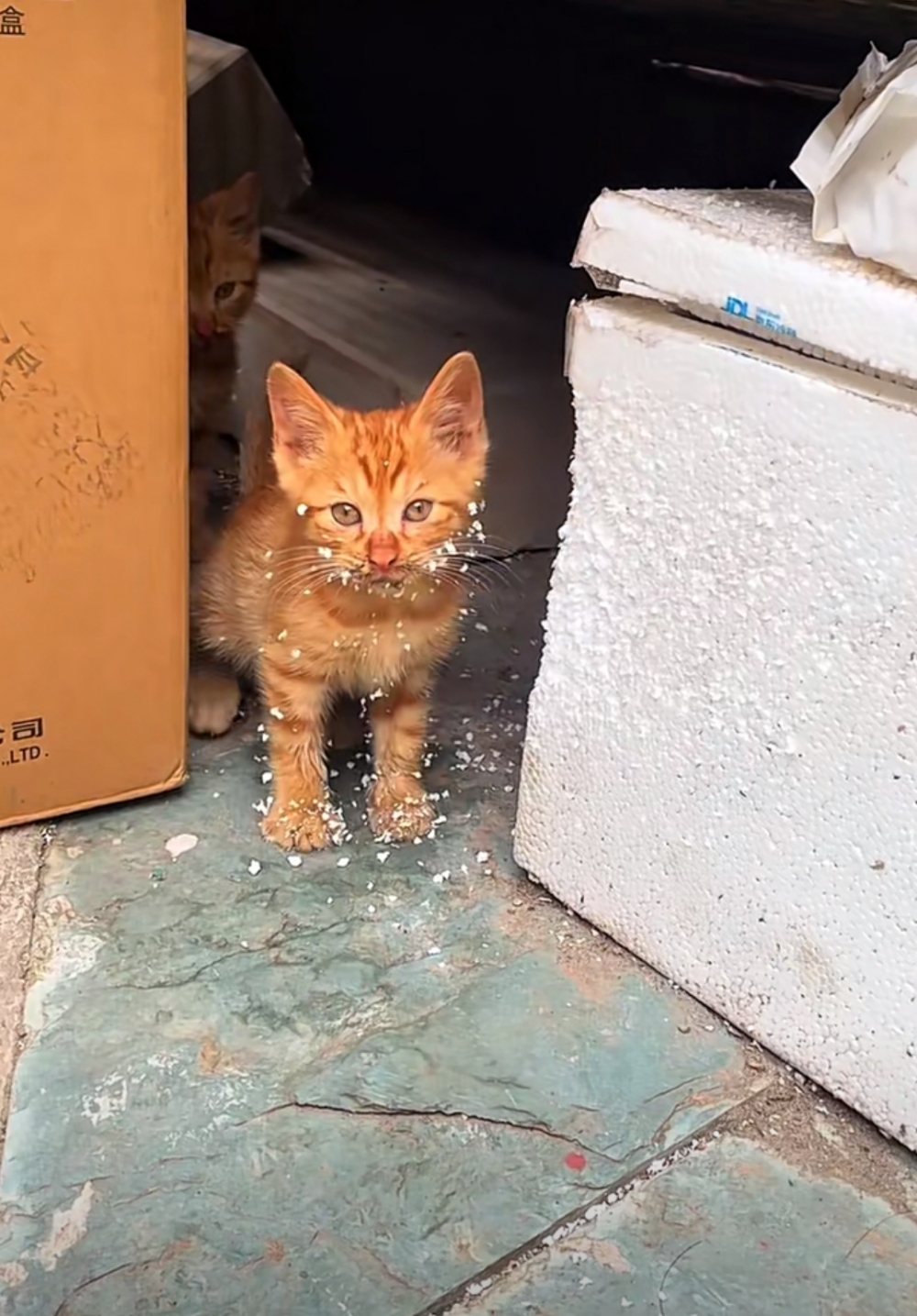 喵：這樣就沒有東西玩了TT