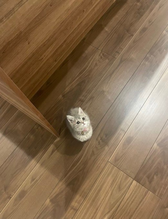 奴才：太危險了，你這樣跟在我身後要是沒注意到就會受傷啦