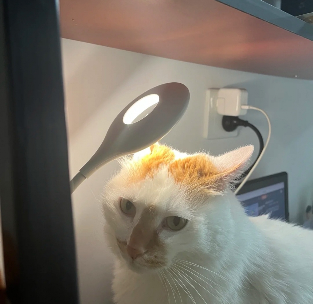 奴才：好嘛~就當我沒說好了