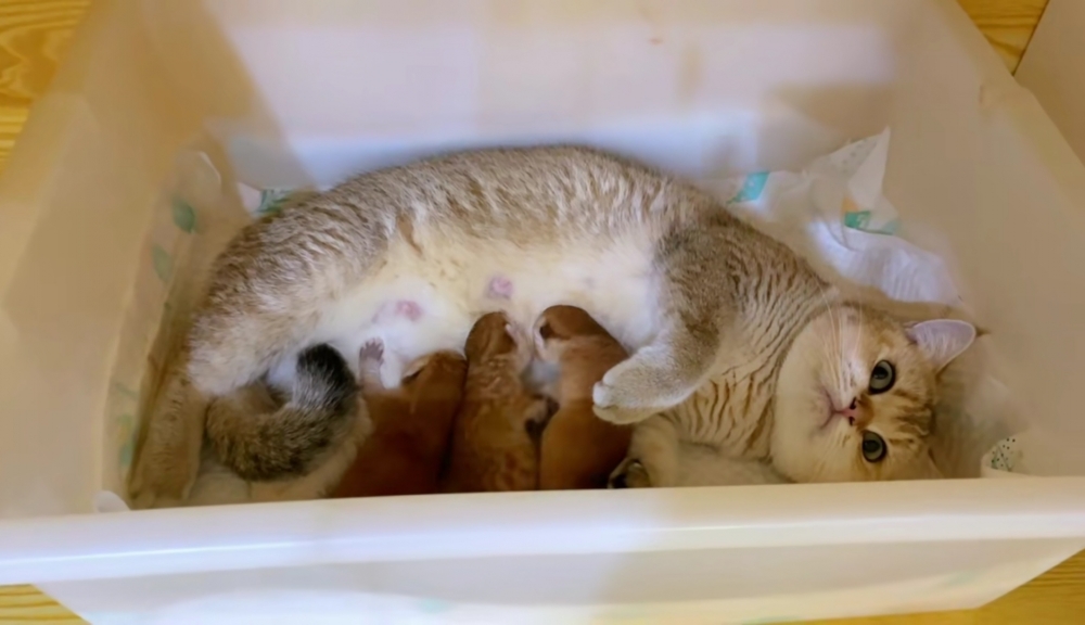 奴才：喵仔仔們好像有點激動了