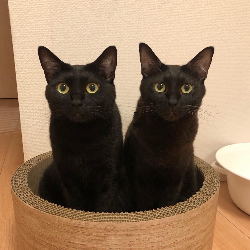 喵：人家只是感情要好了一點