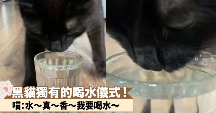 神秘的儀式感~黑貓見到水開始了牠的喝水儀式啦！網：正在給水注入活力