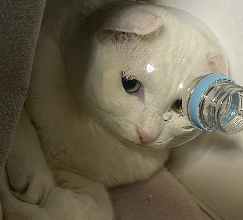 奴才：很快而已啦~別那麼擔心好不好嘛