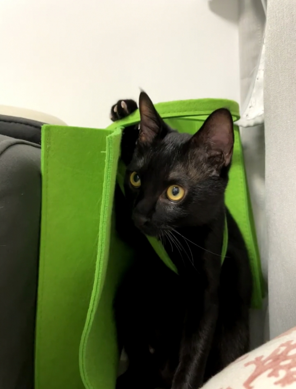 奴才：別激動，這不難解開