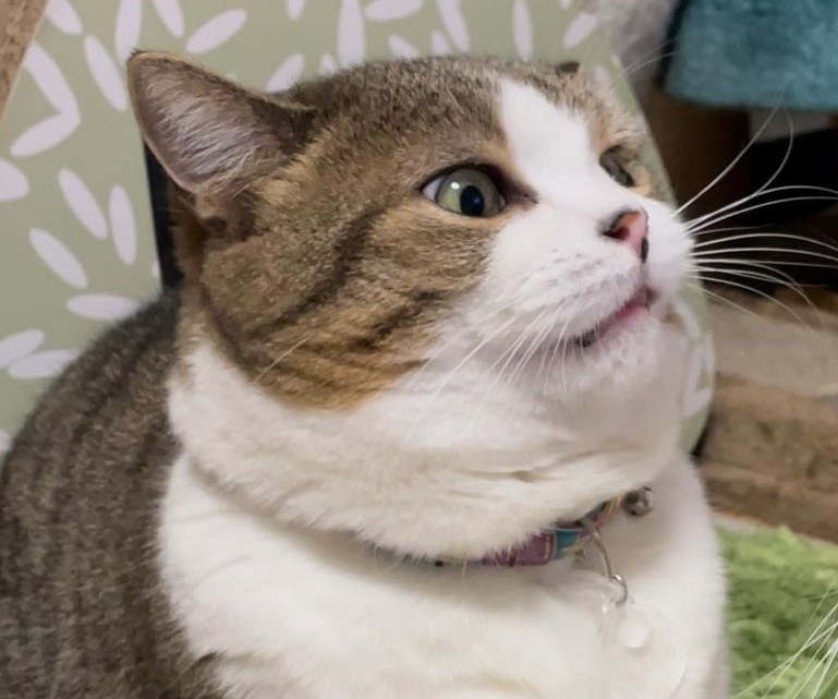 喵妹妹：朕也愛哥哥啦