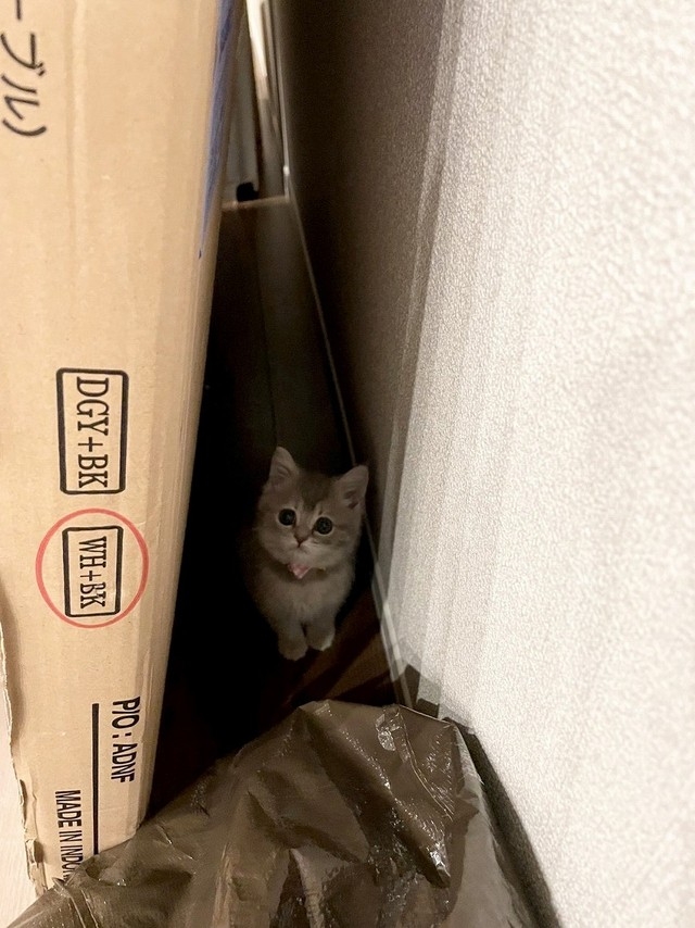 喵：不會啦！朕相信奴才~