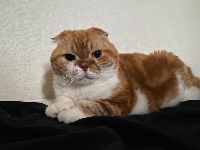 喵：養生後就是這樣的效果啦