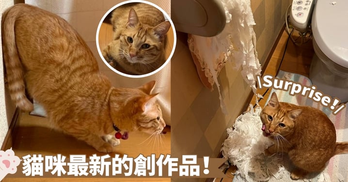 廁所驚現海帶絲？貓咪的破壞力真的不一般！捲筒衛生紙被撕成一條條的了~